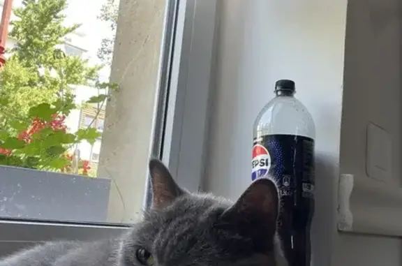 Chat British Shorthair gris trouvé à Longeville - photo