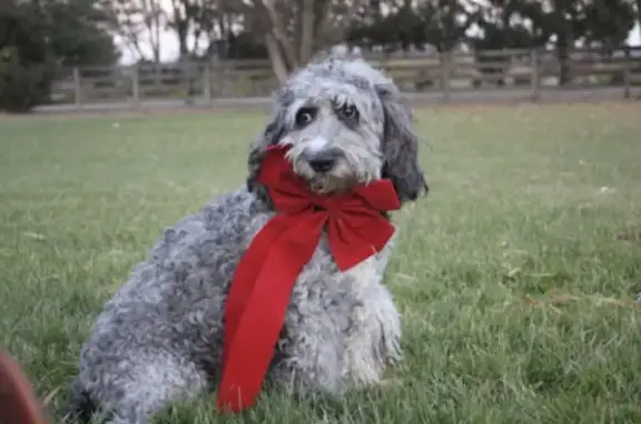 Missing Silver Labradoodle in Delaware, OH