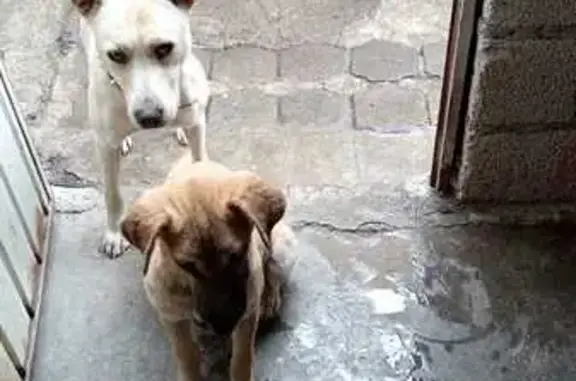 ¡Perros Perdidos en Puebla! Ayuda Urgente