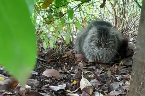 Chat perdu, Argences, photo: Chat semi angora marron perdu à Argences