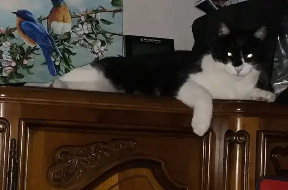 Animaux perdus Nîmes, photo: Chat mâle 4 ans perdu, noir et blanc, Nîmes