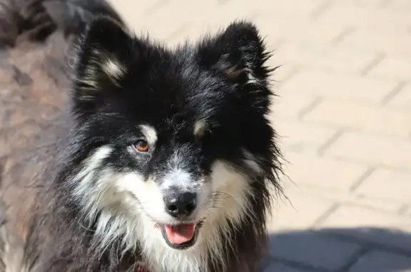 ¡URGENTE! Perro Perdido en El Pardo - ¡Ayuda!