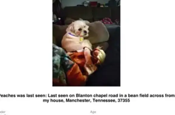 Lost Dog Alert: Peaches Missing in Manchester