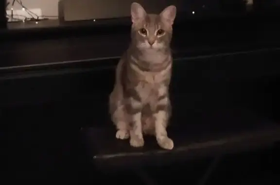 Animaux perdus Montagnat, photo: Chat perdu à Montagnat, Impasse des Aubépines