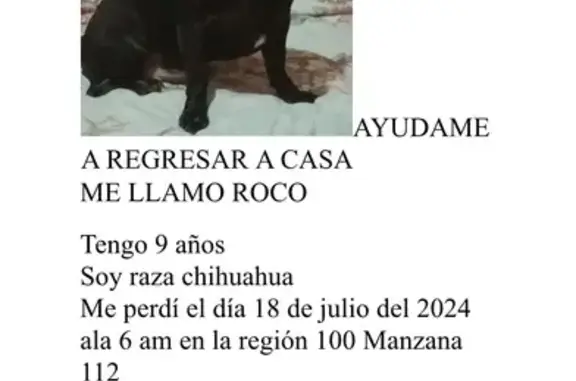 ¡Perro Chihuahua Perdido en Cancún! 🐾