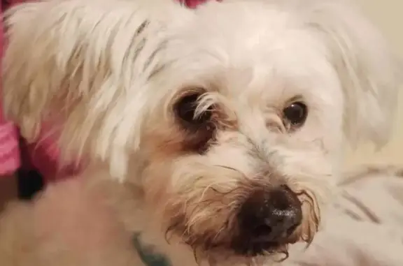 Lost Bichon: Small White Male in Hendrie Close