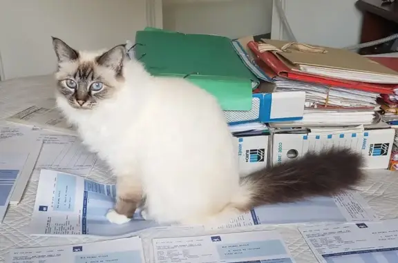 Animaux perdus Seilh, photo: Chatte Sacré de Birmanie perdue à Seilh