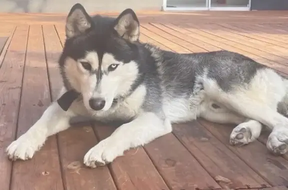 Lost Husky: Black & White, 2 Different Eyes