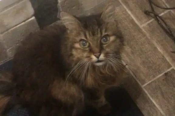 Animaux perdus Bourgogne-Franche-Comté, photo: Chatte disparue à Vermenton, aide recherchée
