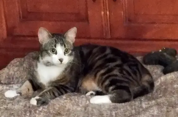 Chat tigré disparu à Montreuil-Juigné - photo