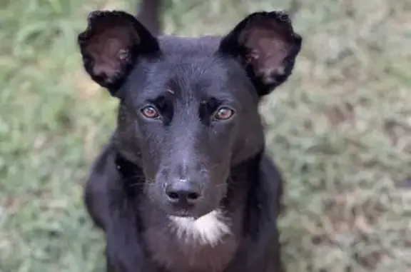 Perro Negro con Manchas Blancas Encontrado en Tlaquepaque