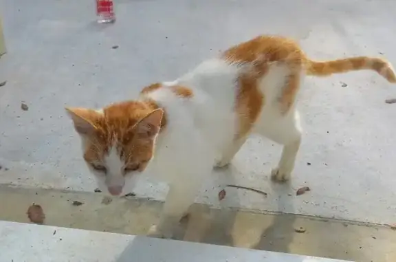 Chat tatoué Joe trouvé à Pouzauges - photo