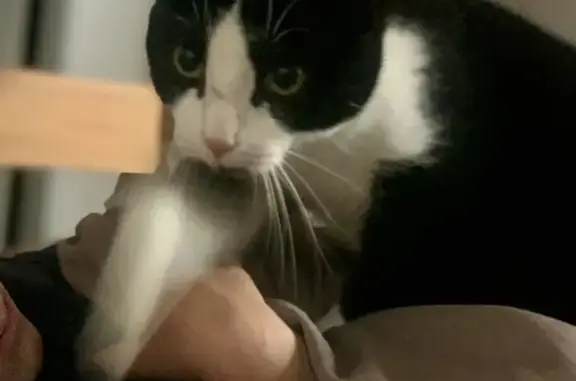 Animaux perdus Salies-de-Béarn, photo: Chat mâle blanc/noir 2 ans perdu à Salies