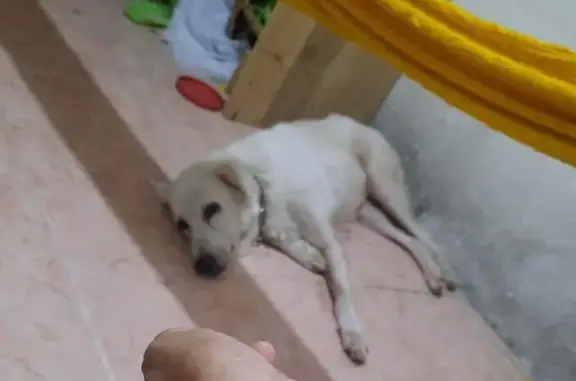 ¡Perro Perdido! Perrita Blanca de 13 Años en Cancún