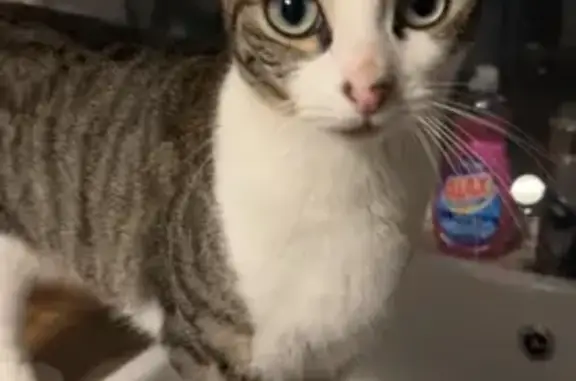 Animaux perdus Boulogne-Billancourt, photo: Chatte blanche et grise disparue à Boulogne