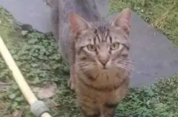 Chat gris trouvé à Neuilly-sur-Seine - photo