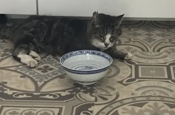 Chat femelle maigre trouvé Rue de l'Île - photo