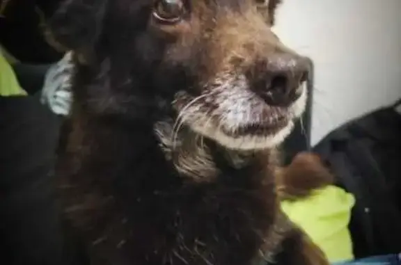 Perros perdidos, , foto: ¡Ayuda! Perro Chocolate Perdido en Tamadaba