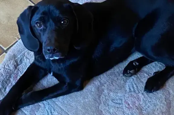 Chien perdu , photo : Chienne croisée noire perdue à Cosne-d'Allier