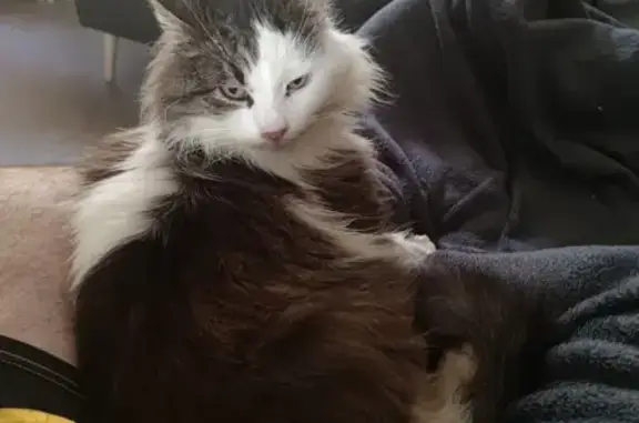 Chat perdu, Rennes, photo: Chat gentil disparu à Rennes le 15 juillet