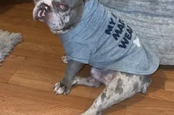 Lost Merle French Bulldog on E 58th St, Chicago