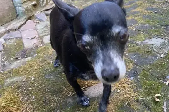 Found Older Black Female Dog on City Park Ave