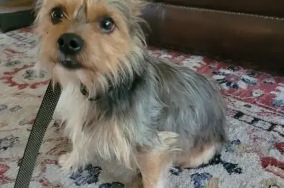 Found Male Yorkie on New Hope Church Rd