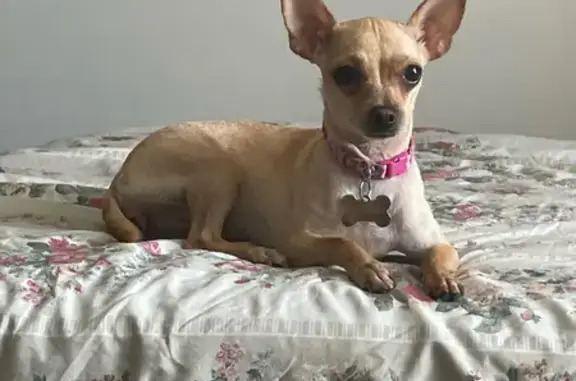 Lost Tan Chihuahua - Pink Collar & Leash