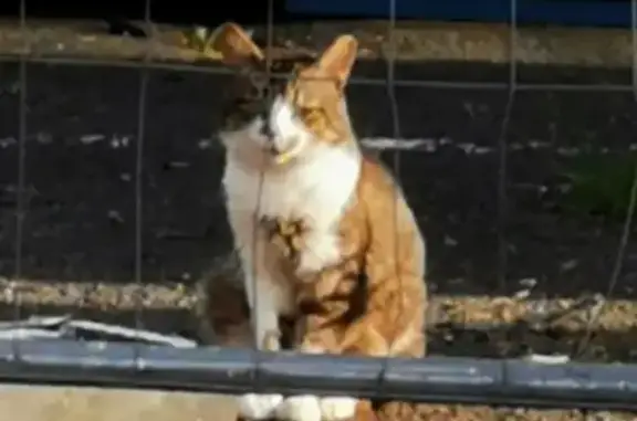Chat gris et blanc errant à Segré, Avenue Eventard - photo