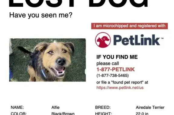 Lost Airedale Terrier, Male, Pearl St, Denver