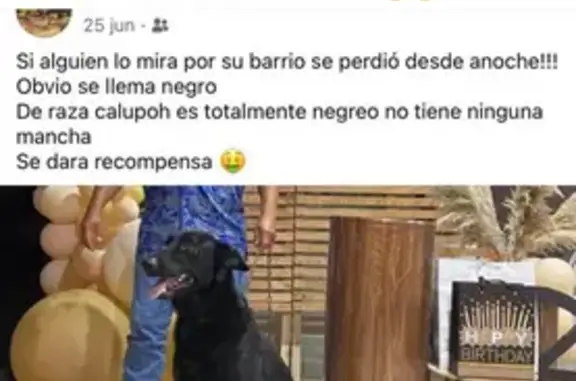 Perro Calupoh Negro Robado en Todos Santos, BCS