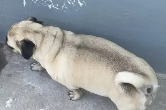 Pug Beige Ahumado Encontrada en Villa Cortes