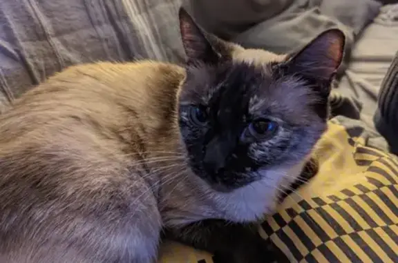Animaux perdus Bischheim, photo: Chatte siamoise beige/marron perdue à Bischheim