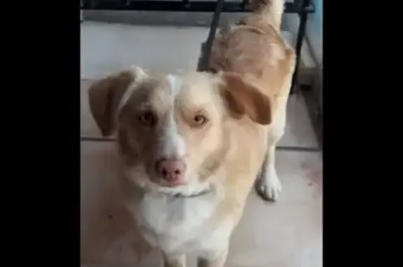 ¡Ayuda! Perro Canela 10kg Perdido en Murcia