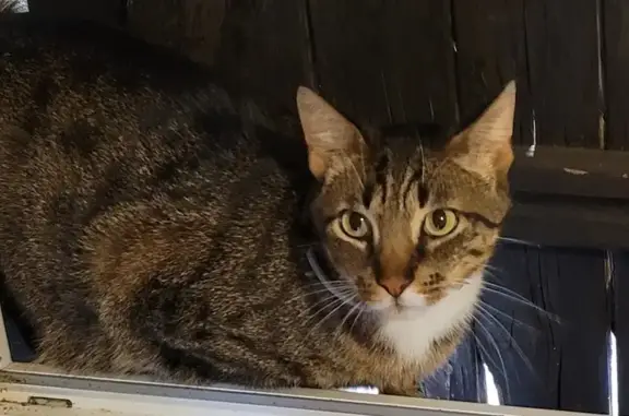 Animaux perdus , photo: Chat mâle castré perdu à Balagny-sur-Thérain