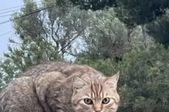 Chat perdu à Sanary-sur-Mer depuis le 17/07/24 - photo