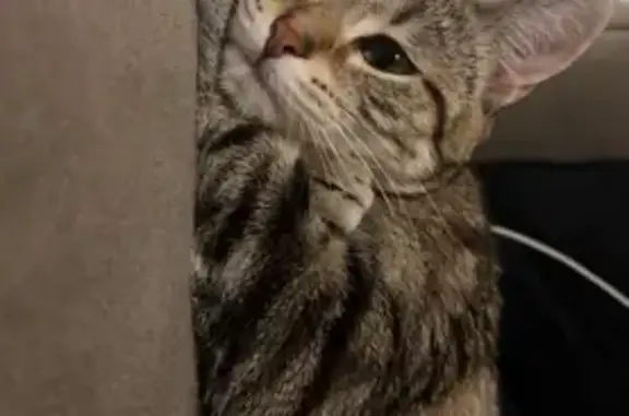 Animaux perdus Forbach, photo: Chatte grise Lily perdue à Forbach