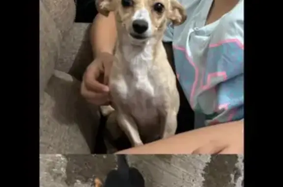 ¡Perro Perdido! Dos Perritas Chihuahua en Guadalupe