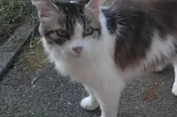 Petite chatte tricolore trouvée à Soustons - photo