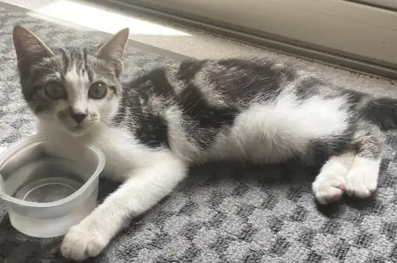 Chat trouvé au Conseil Départemental du Gers - photo