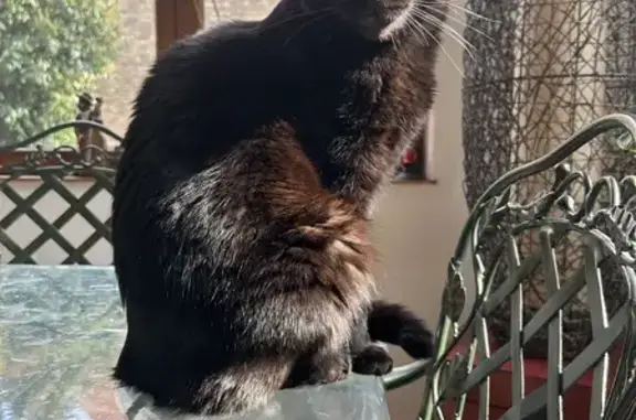 Chat perdu, Geispolsheim, photo: Chat noir perdu, peureux, Geispolsheim