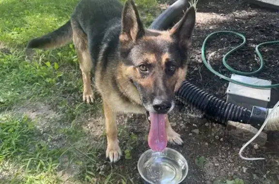 Found: Male German Shepherd in Greenwood