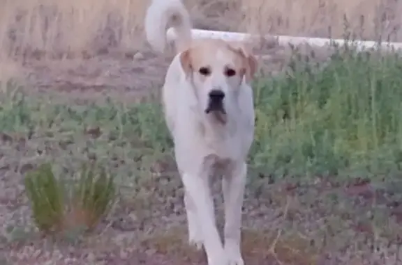 Lost Central Asian Shepherd - Eagar, AZ