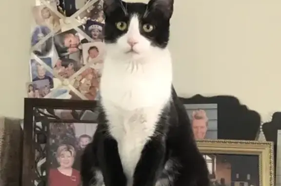 Missing Black & White Cat: Alice, Kinser Rd