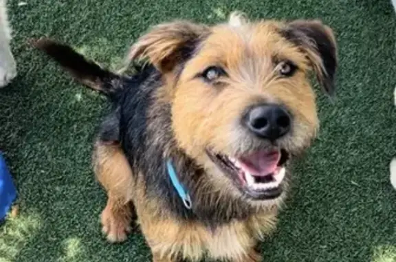 Lost Airedale Terrier Near Benedict Park