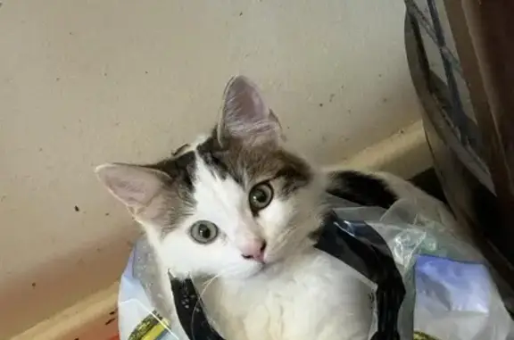 Missing 9-Month White Tabby in Stirling