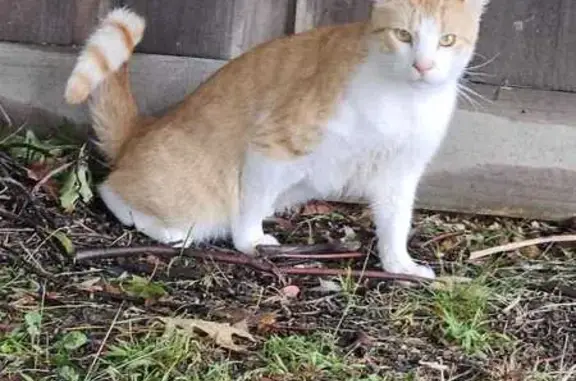 Missing Cat: Boss, Ginger & White, Maroondah