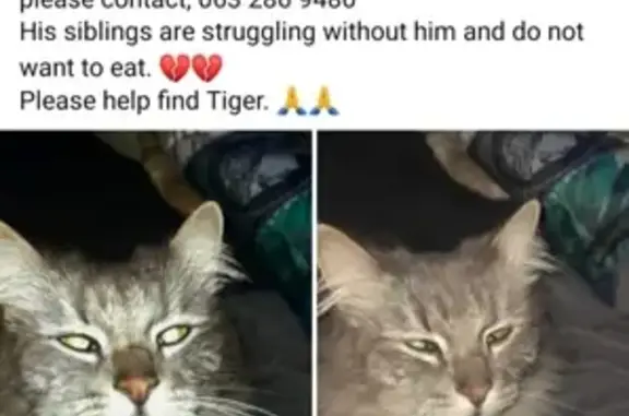 Missing Grey Maine Coon - Tiger, Vink St, Germiston