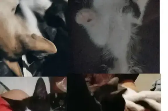 Animales perdidos , foto: ¡Ayuda! Gato perdido en San José del Cabo