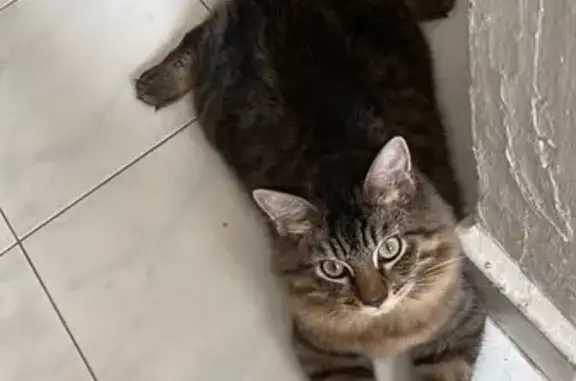 Missing Fluffy-Tailed Cat in Kallang Bahru